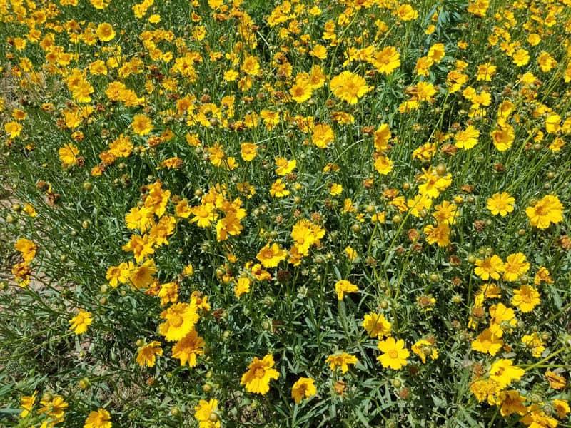 Lanceleaf Coreopsis flowers in a field